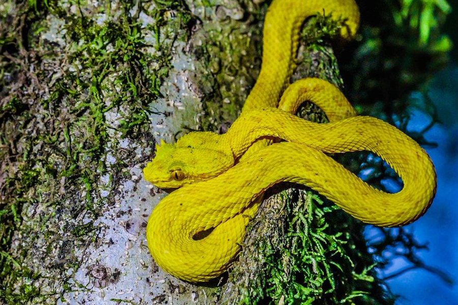 Serpent Via Tropical Costa Rica - ©Via Tropical Costa Rica