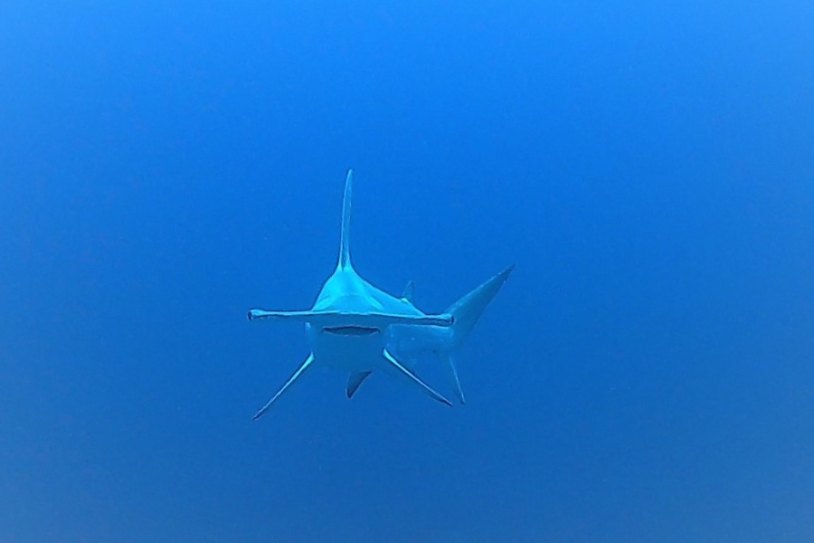 Requin marteau - Rangiroa Plongée - Polynésie - ©2022 Rangiroa Plongée