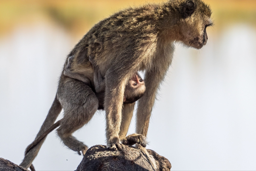  - ©OKAVANGO EXPEDITIONS