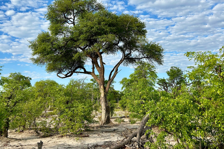  - ©OKAVANGO EXPEDITIONS