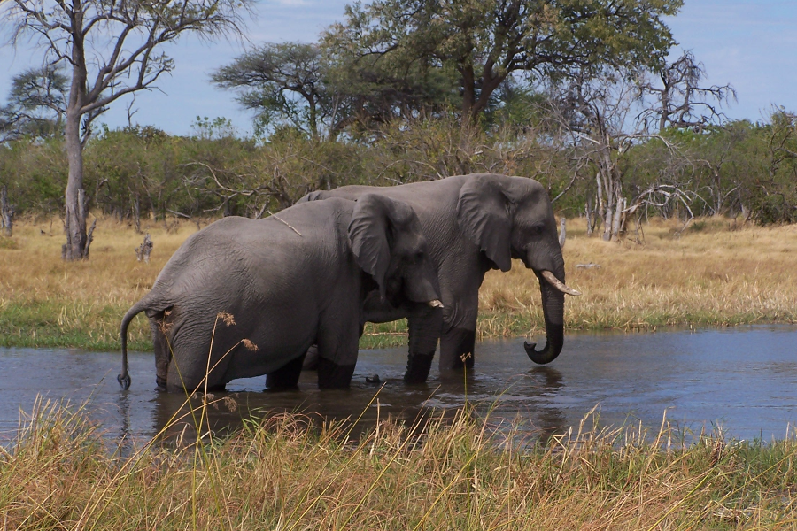 Elephants in the Okavango Delta - ©Photo credit - Philimon Kamogelo