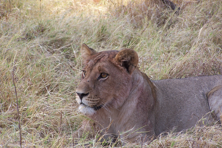 Lioness in Moremi Game Reserve - ©Photo credit - Philimon Kamogelo