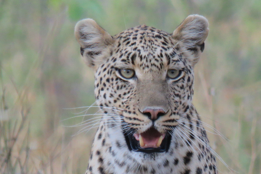 Leopard - Moremi Game Reserve - ©Photo credit - Philimon Kamogelo