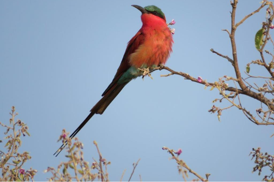 Carmine Bee-eater - ©Photo credit - Philimon Kamogelo