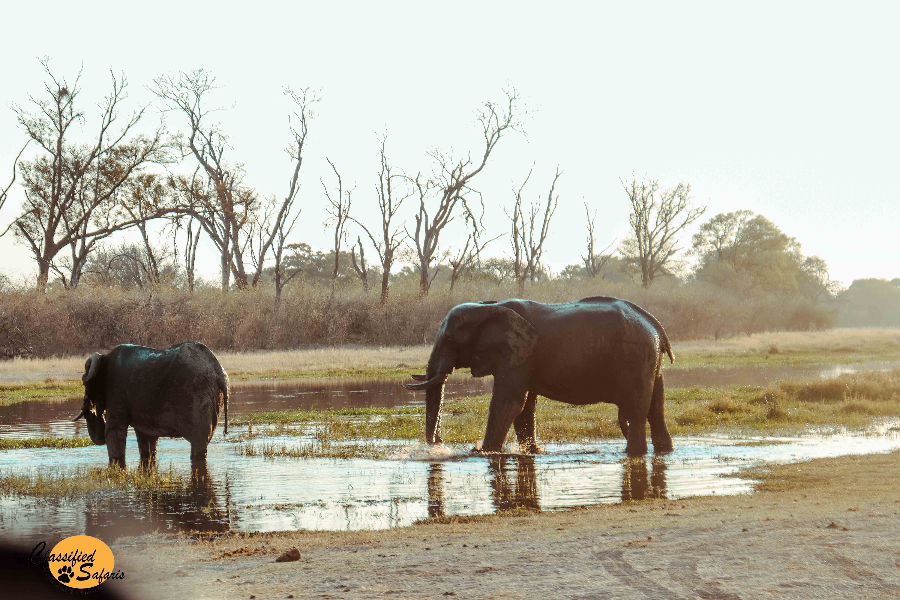 CLASSIFIED SAFARIS