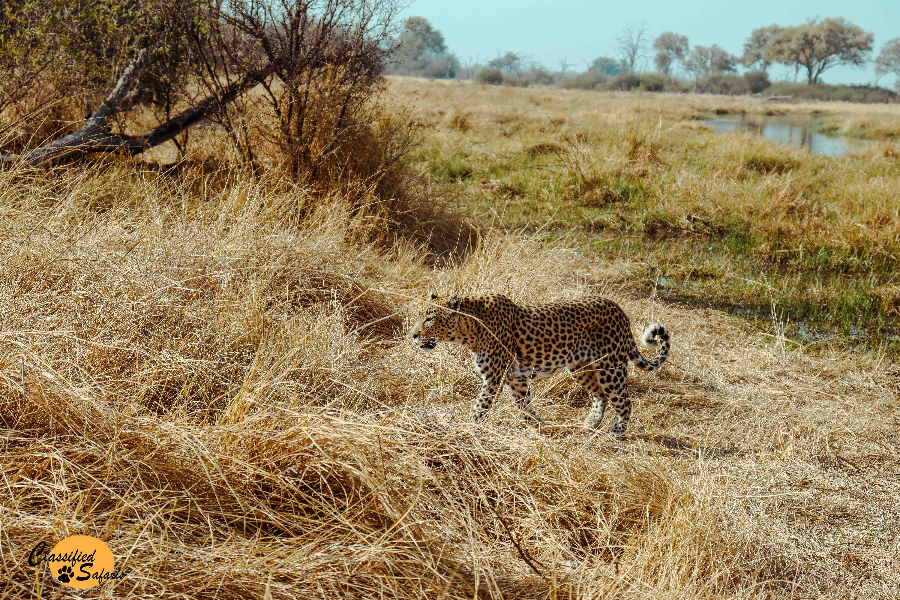 CLASSIFIED SAFARIS - ©CLASSIFIED SAFARIS