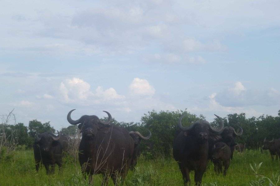 WILD RIDGE BUSH TRAILS SAFARIS Reisebüro - Reiseveranstalter Maun photo n° 221115 - ©WILD RIDGE BUSH TRAILS SAFARIS