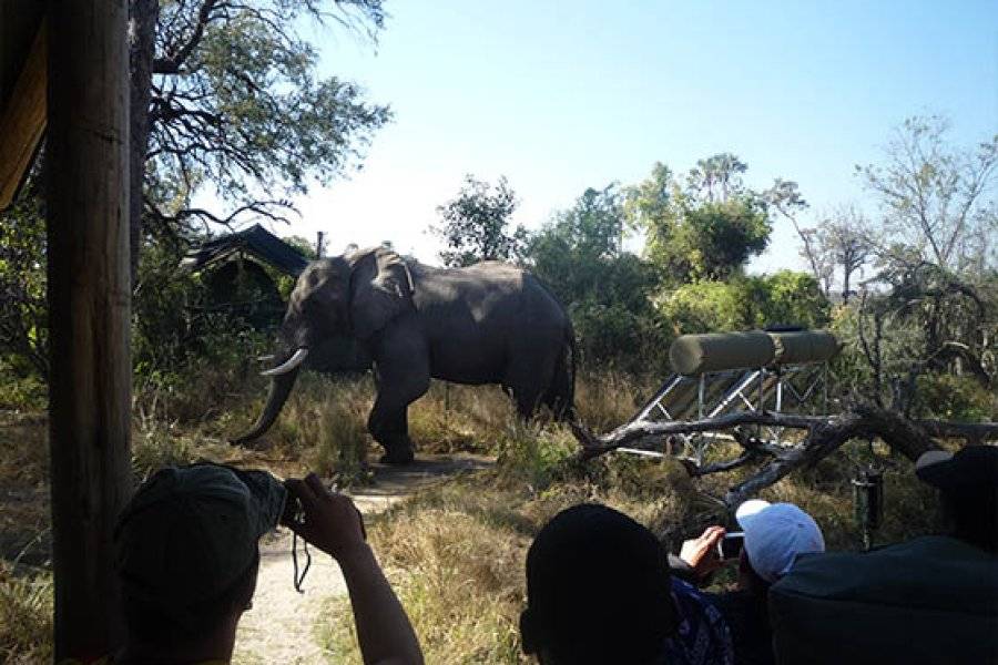 WILD RIDGE BUSH TRAILS SAFARIS Reisebüro - Reiseveranstalter Maun photo n° 221116 - ©WILD RIDGE BUSH TRAILS SAFARIS