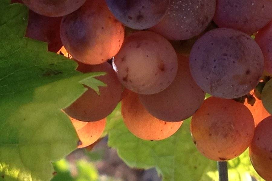 Fié Gris - ©DOMAINE LA TOUR BEAUMONT