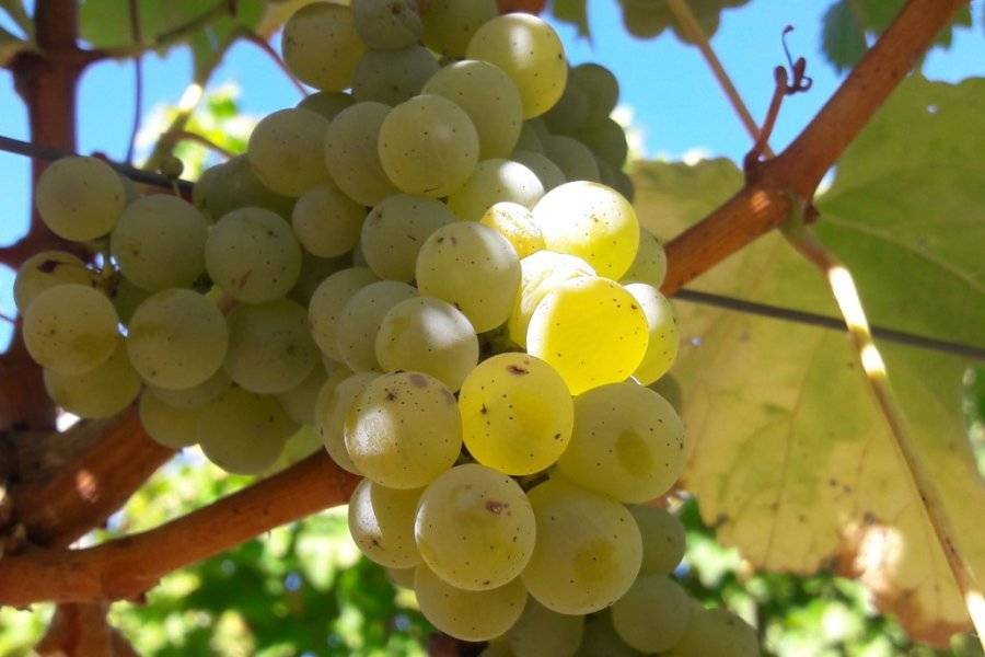 Sauvignon Blanc - ©DOMAINE LA TOUR BEAUMONT