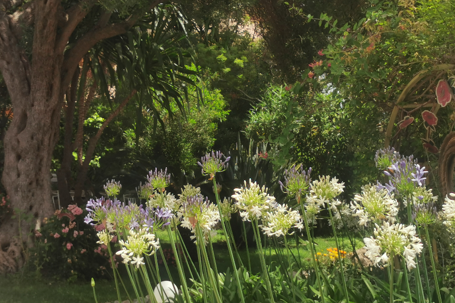Agapanthes