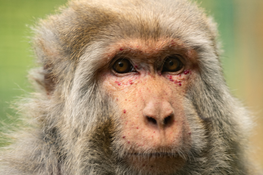 Macaque Rhésus - ©Paul Veillon