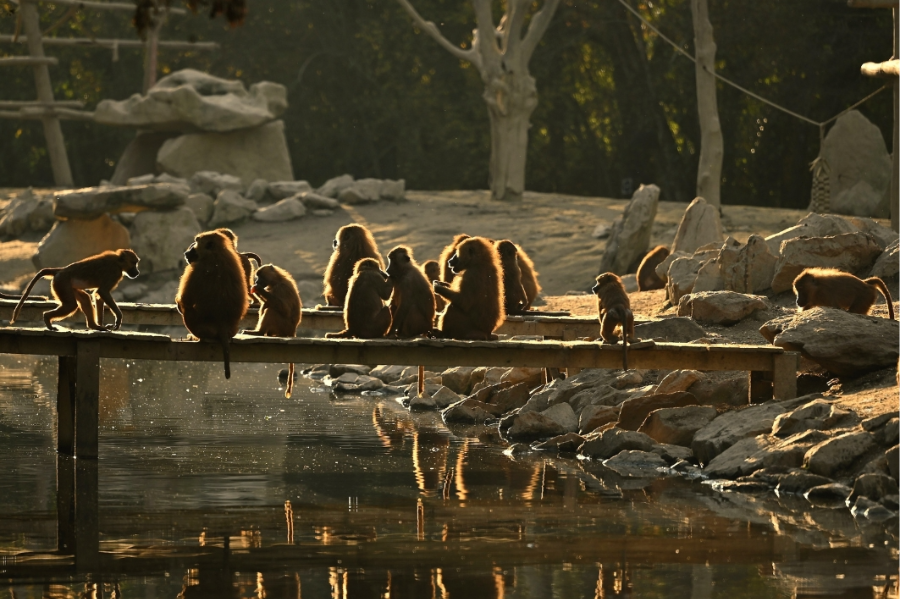 L'île des babouins de Guinée - ©Cottin
