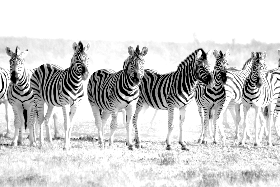 Burchell Zebras - ©©Bwelani2023