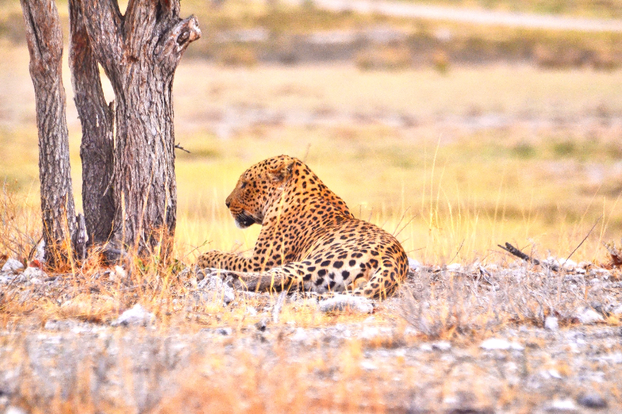 Leopard Etosha - ©©Bwelani2023