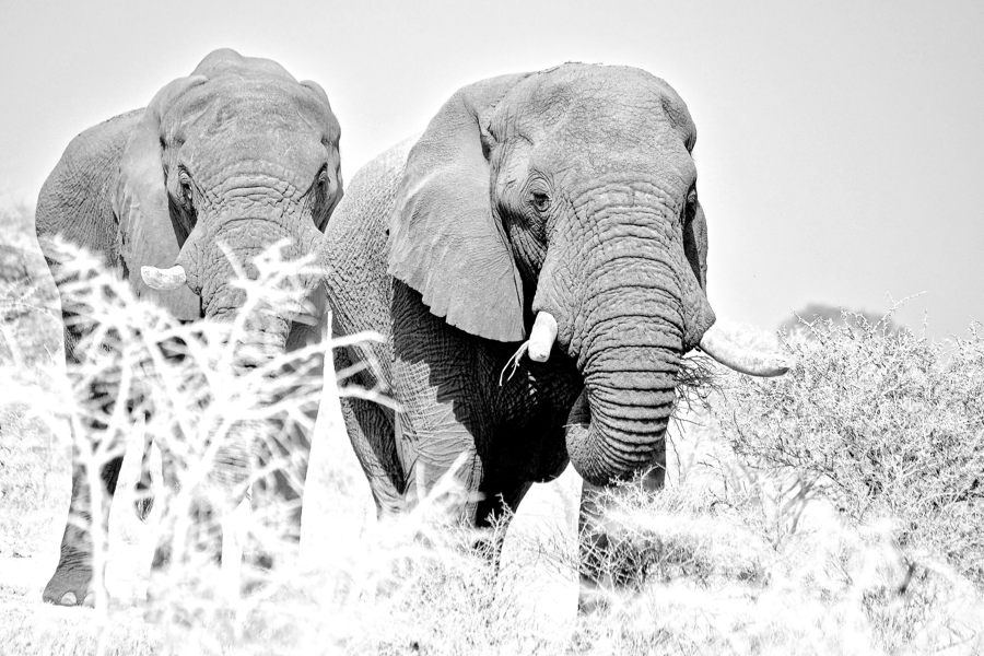 Elephants Etosha - ©©Bwelani2023
