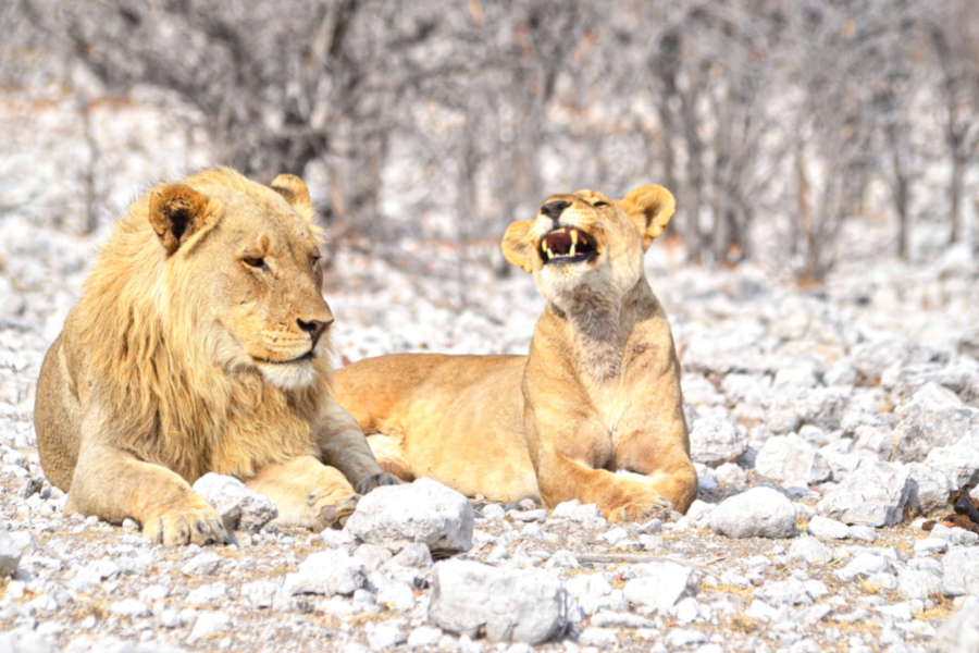 Couple de lions Etosha - ©©Bwelani2023