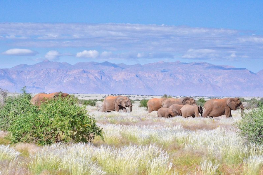 Elephants Brandberg - ©©Bwelani2023