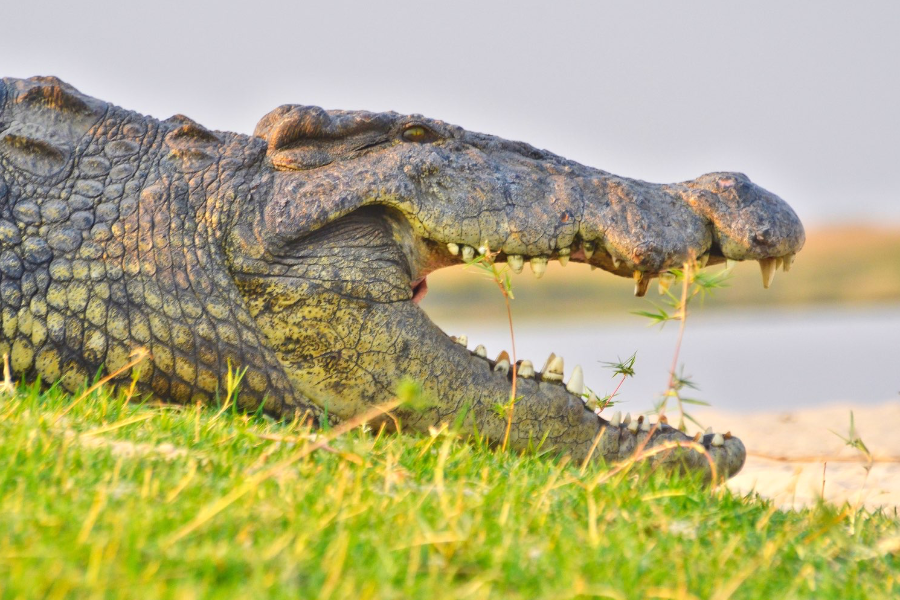 Crocodile Chobe - ©©Bwelani2023