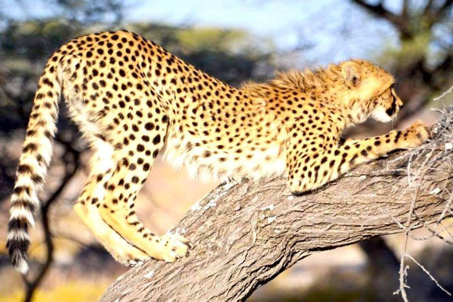 Cheetah playing - ©©Bwelani2023