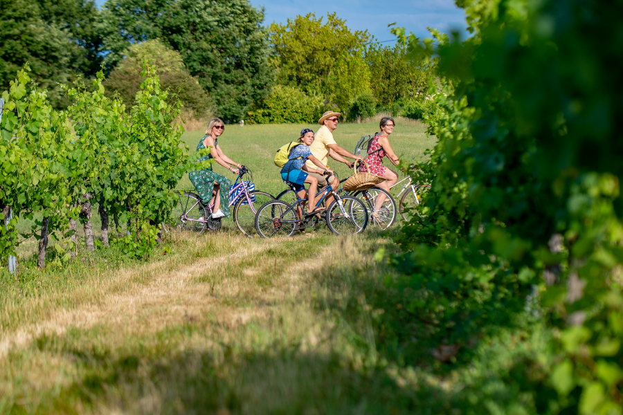 Découvrir le Libournais à vélo, balade à travers vignes - ©JeanMichelLeSaut
