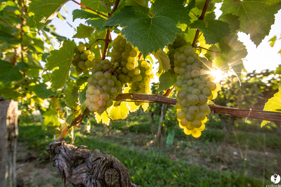 Nos belles vignes en pays de Tursan - ©cyrille vidal