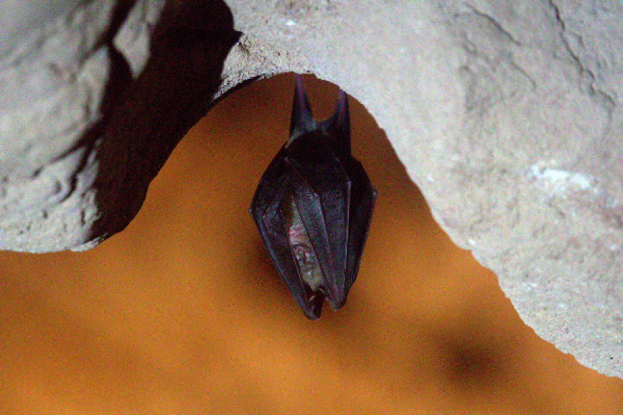 Chauve-souris aux grottes de Sare - ©Alain Miranda