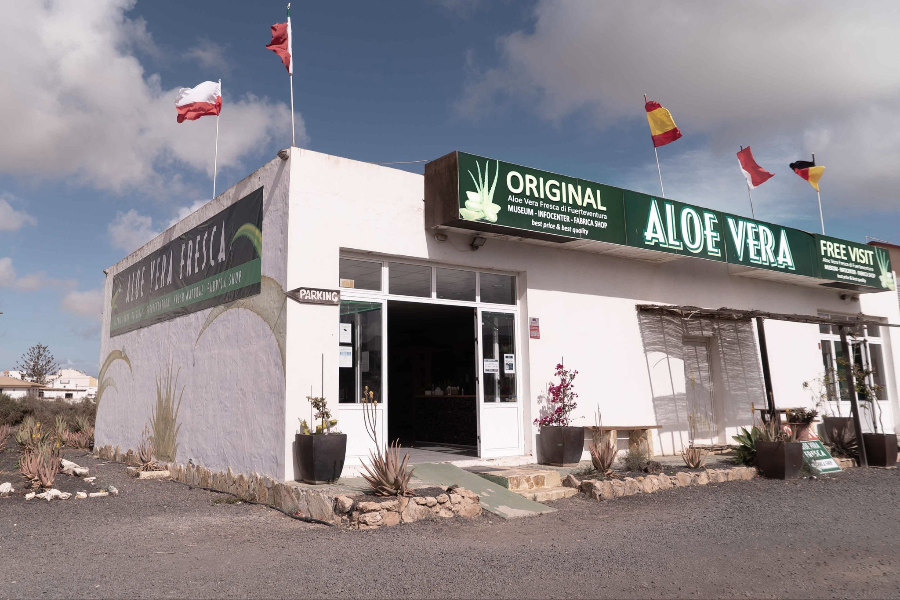 L'ALOE VERA FRESCA DI FUERTEVENTURA - Cadeaux - Los Gigantes - Espagne