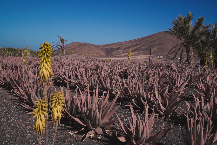 aloe vera after sun spray After Sun Cool Down Spray main image 1