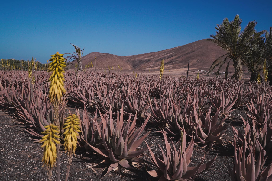  - ©L'ALOE VERA FRESCA DI FUERTEVENTURA