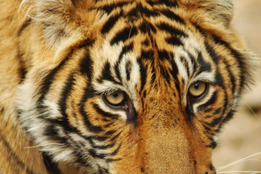 Réserve nationale de tigres de Ranthambore - ©Photo Shivalik Holidays