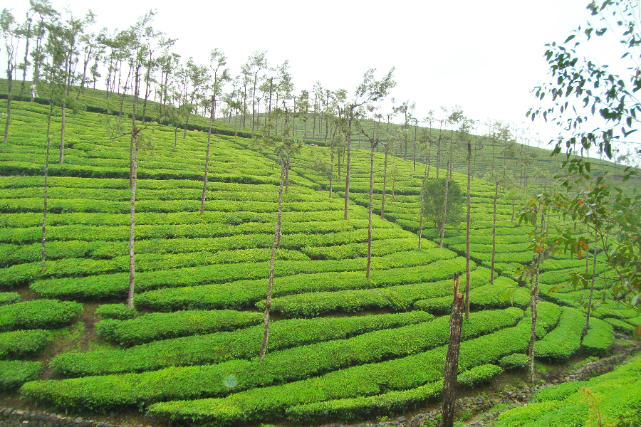 Plantation de thé Kerala, Inde - ©Photo Shivalik Holidays