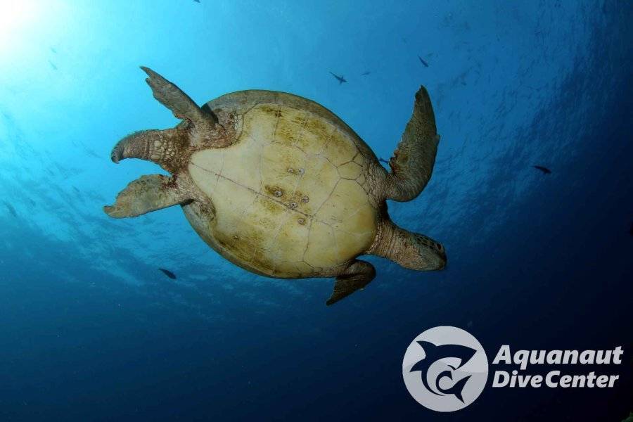 aquanaut dive center
