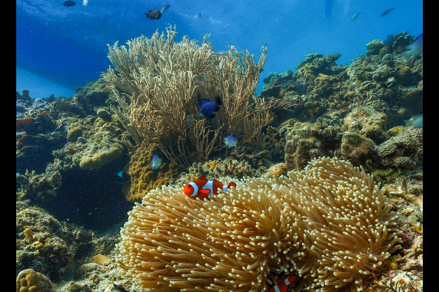 AQUANAUT DIVE CENTER