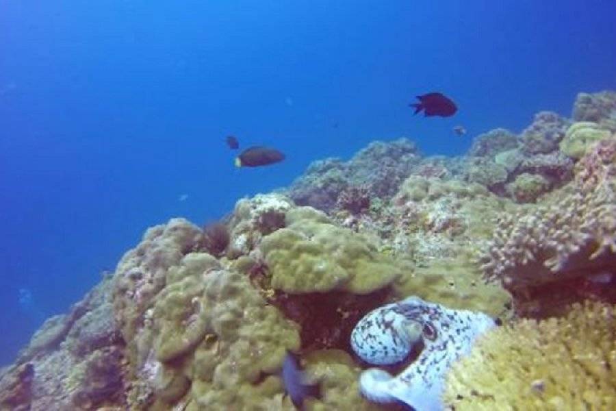 aquanaut dive center