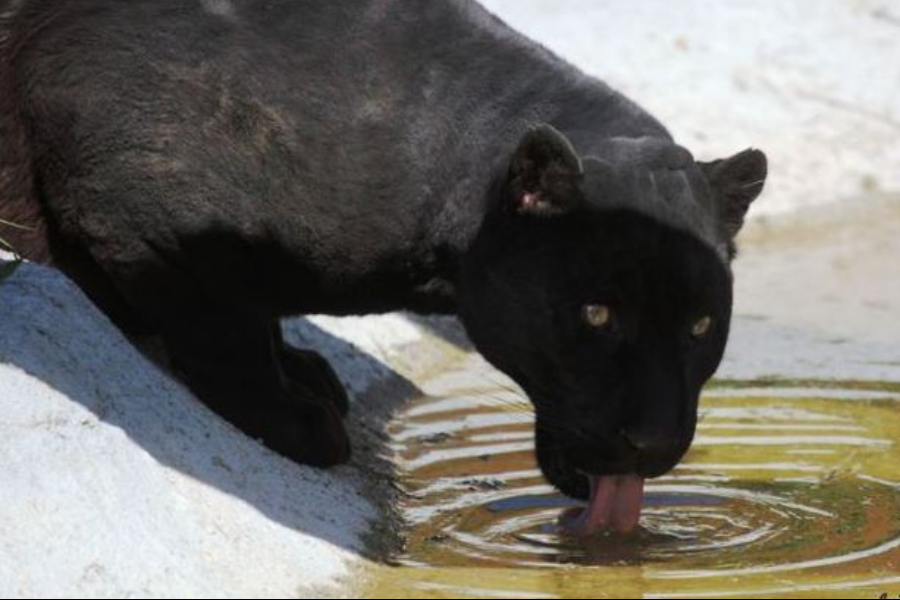 Jaguar en train de boire - ©Domaine des Fauves