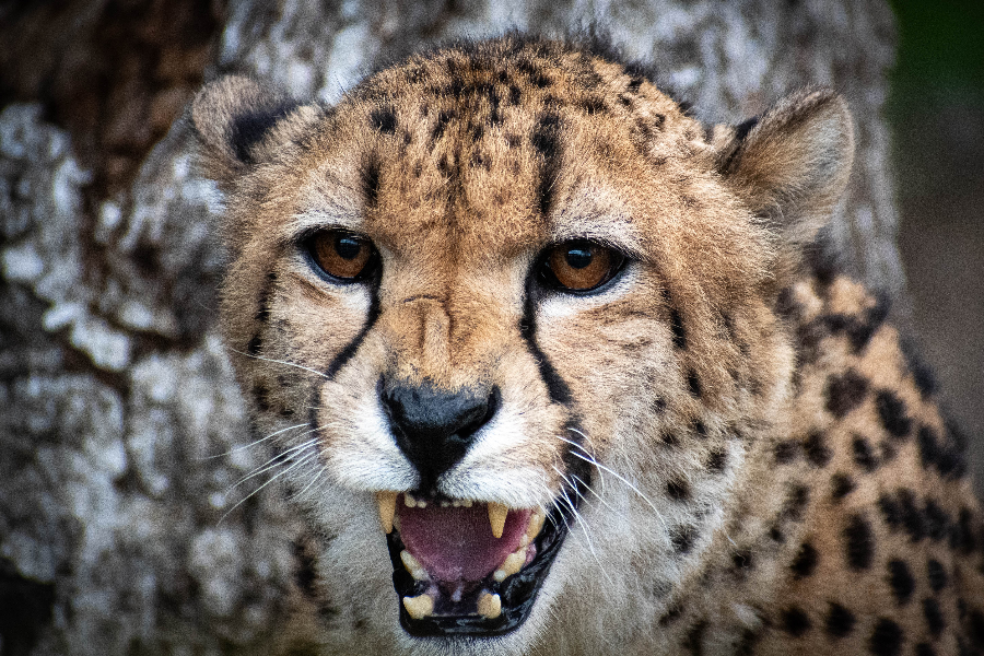 Guépard qui feule - ©Domaine des Fauves