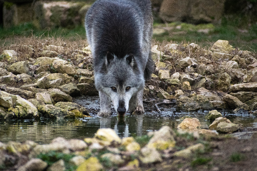 Loup du Canada - ©Domaine des Fauves