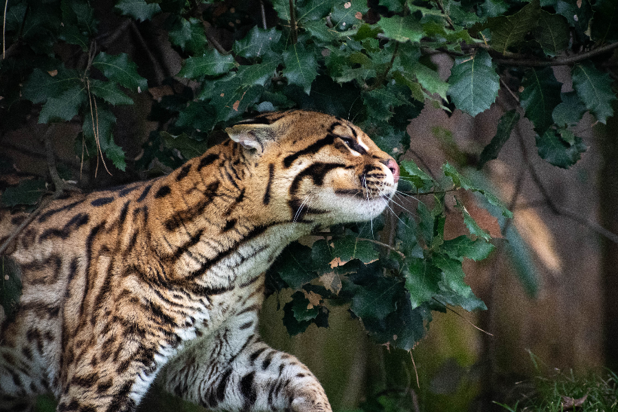 Ocelot - ©Domaine des Fauves