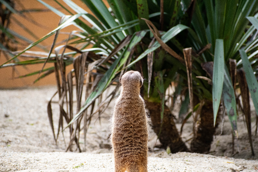 Suricates - ©Domaine des Fauves