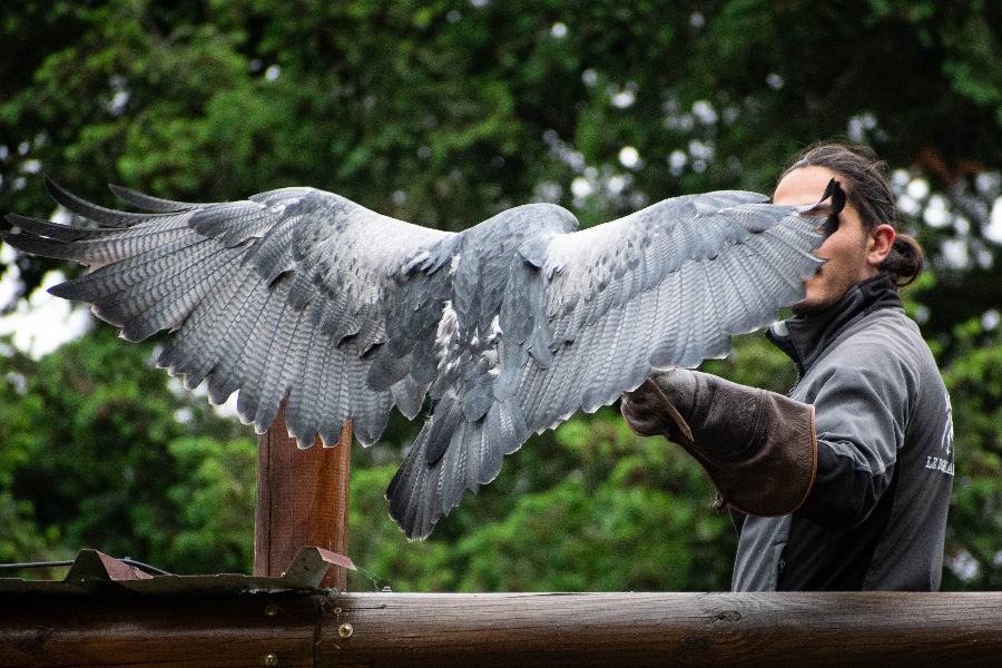 Aigle bleu en vol qui rejoint son fauconnier - ©Domaine des Fauves