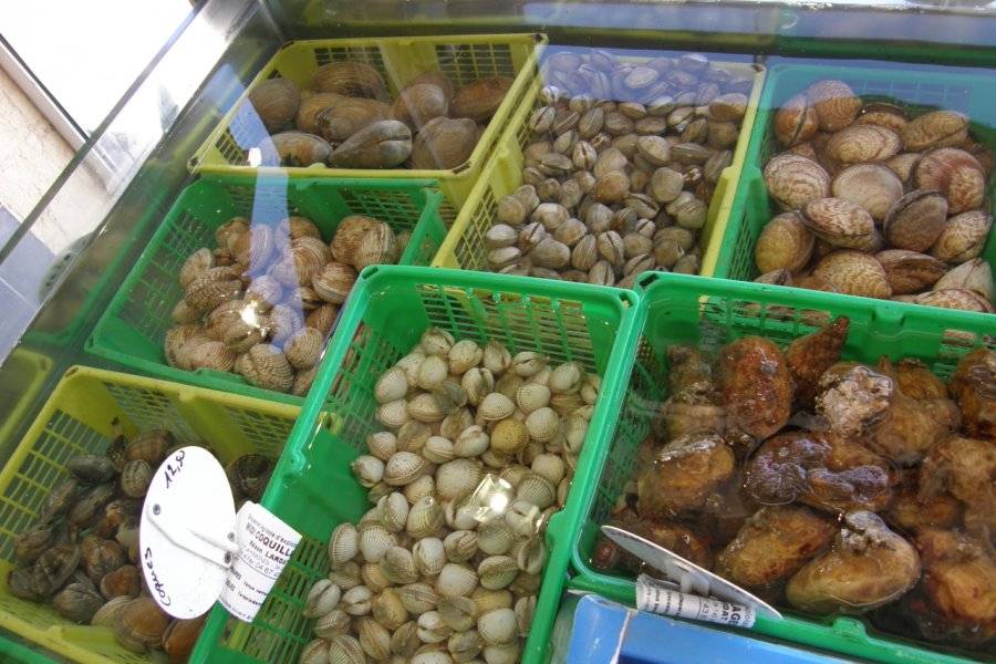 MIDI COQUILLAGES Poissons – Fruits de mer Mèze photo n° 199755