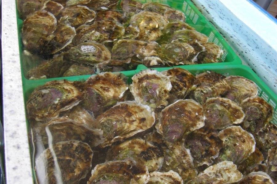 MIDI COQUILLAGES Poissons – Fruits de mer Mèze photo n° 199757