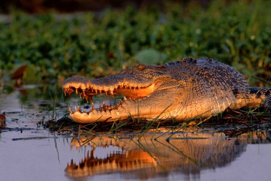 Salwater Crocodile - ©CORROBOREE BILLABONG WETLAND CRUISES