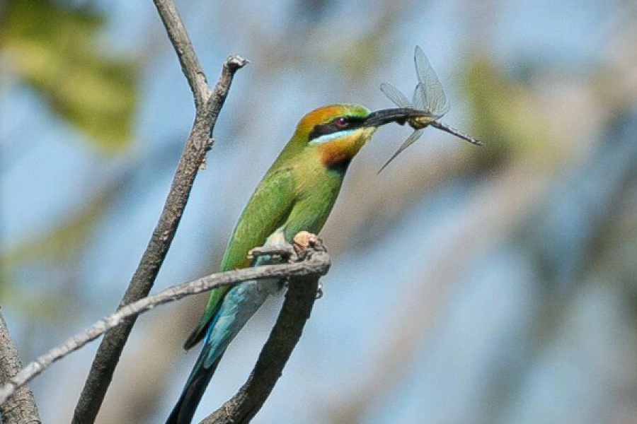 Bee-eater - ©Corroborree Billabong Wetland Cruises