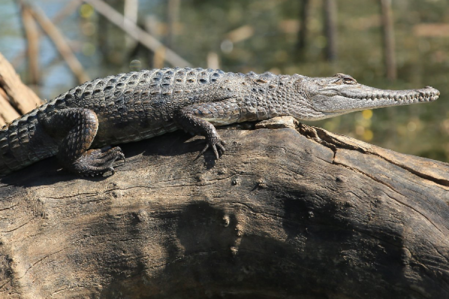 Freshwater crocodile - ©Corroborree Billabong Wetland Cruises