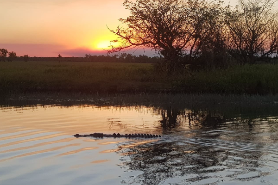 Crocodile - ©Corroborree Billabong Wetland Cruises