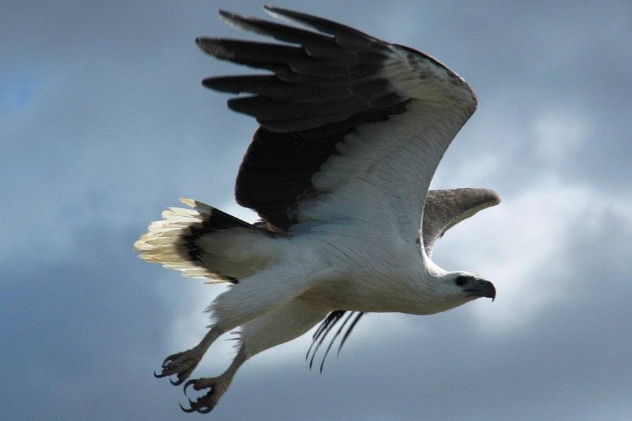 Sea Eagle - ©CORROBOREE BILLABONG WETLAND CRUISES