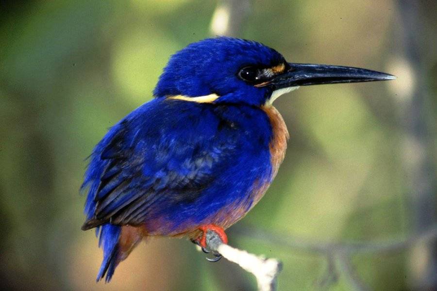Azure Kingfisher - ©CORROBOREE BILLABONG WETLAND CRUISES