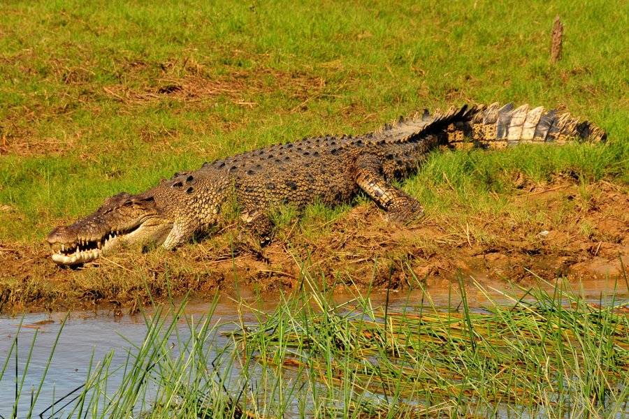 salwater crocodile - ©CORROBOREE BILLABONG WETLAND CRUISES